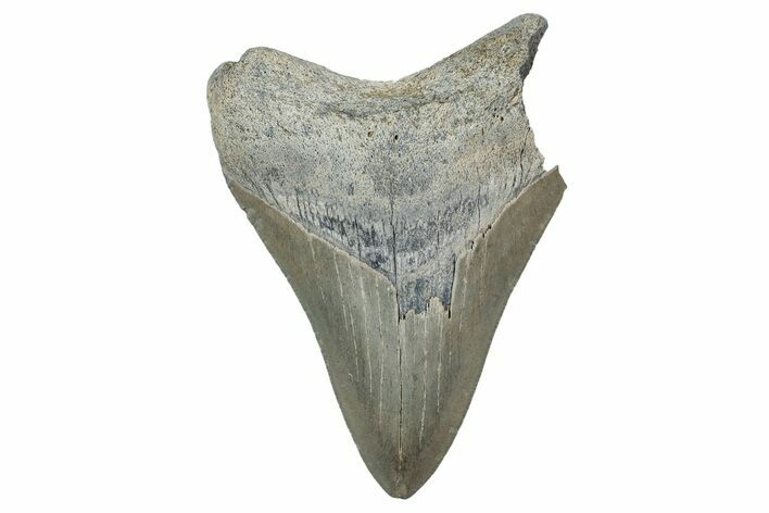Bargain, , Fossil Megalodon Tooth - Georgia #338839